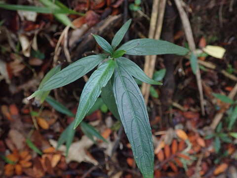 Imagem de Strobilanthes persicifolia (Lindl.) J. R. I. Wood