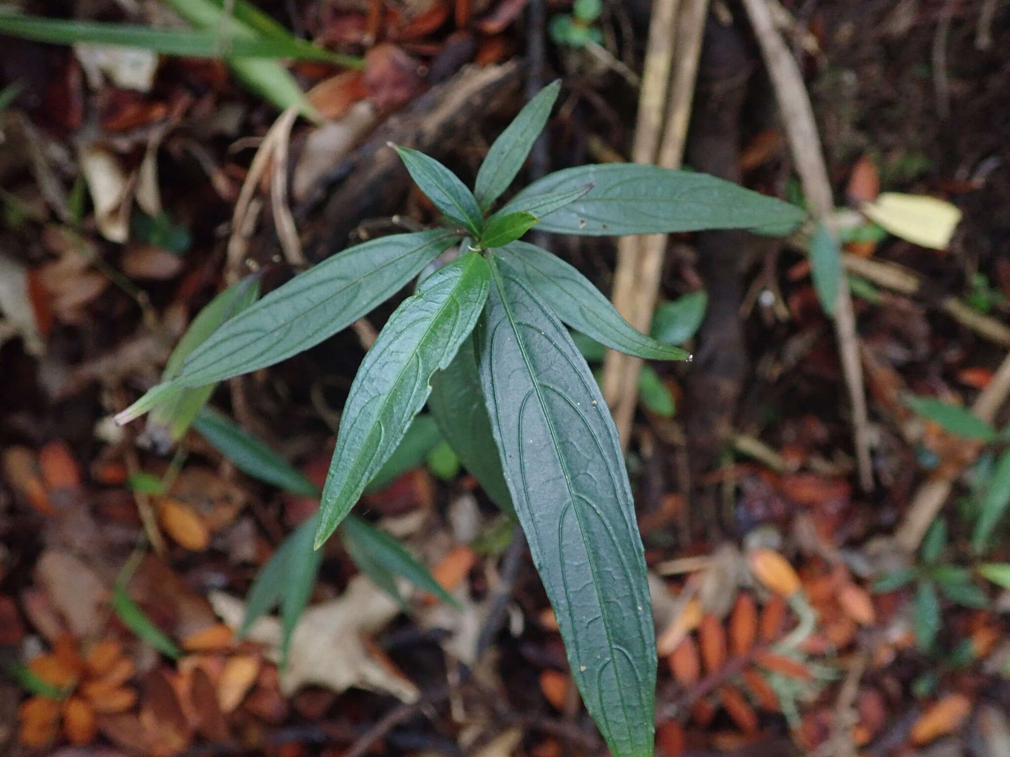 صورة Strobilanthes persicifolia (Lindl.) J. R. I. Wood