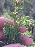 Juniperus monosperma (Engelm.) Sarg. resmi