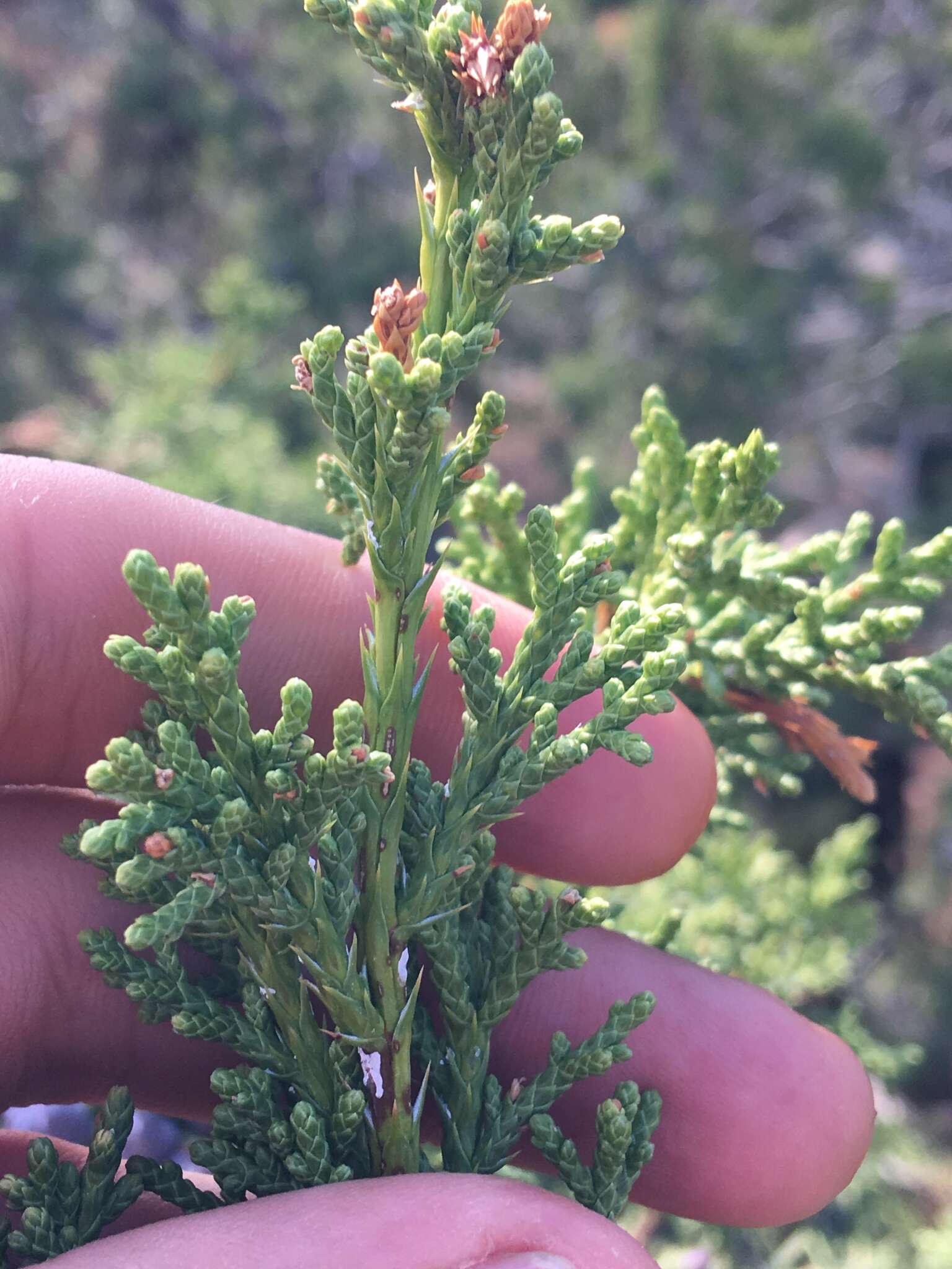 Image of oneseed juniper