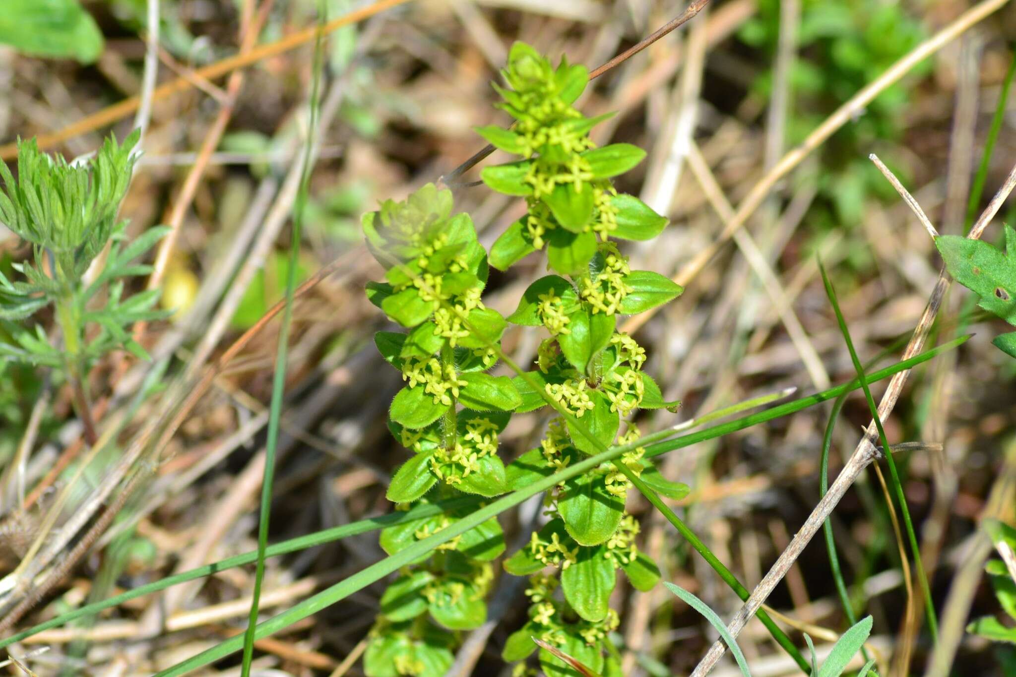 Image of Cruciata glabra subsp. krylovii (Iljin) E. G. Naumova