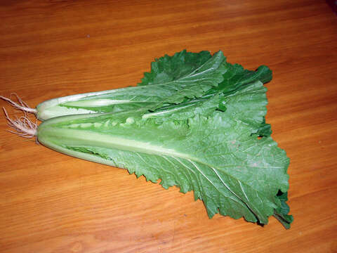 Image of Napa cabbage