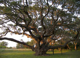 Image of Southern Live Oak