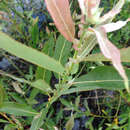 Salix eriocephala Michx. resmi