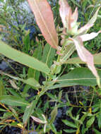 Image de Salix eriocephala Michx.