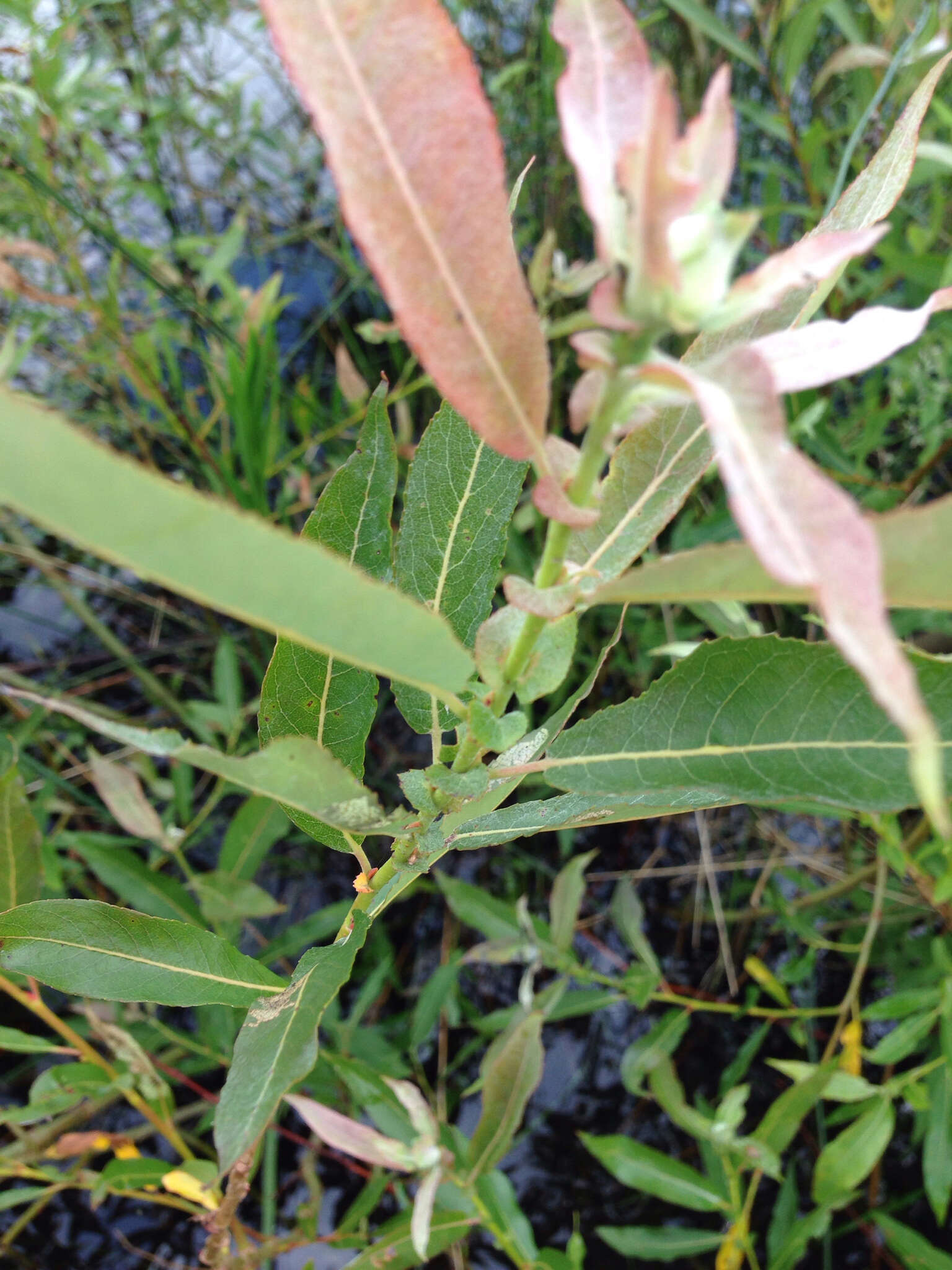 Image of Missouri River willow