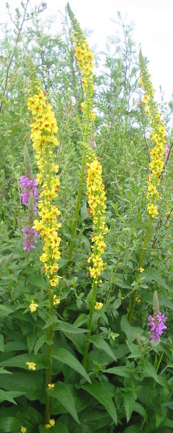 Verbascum nigrum L. resmi