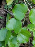 Dioscorea cotinifolia Kunth的圖片