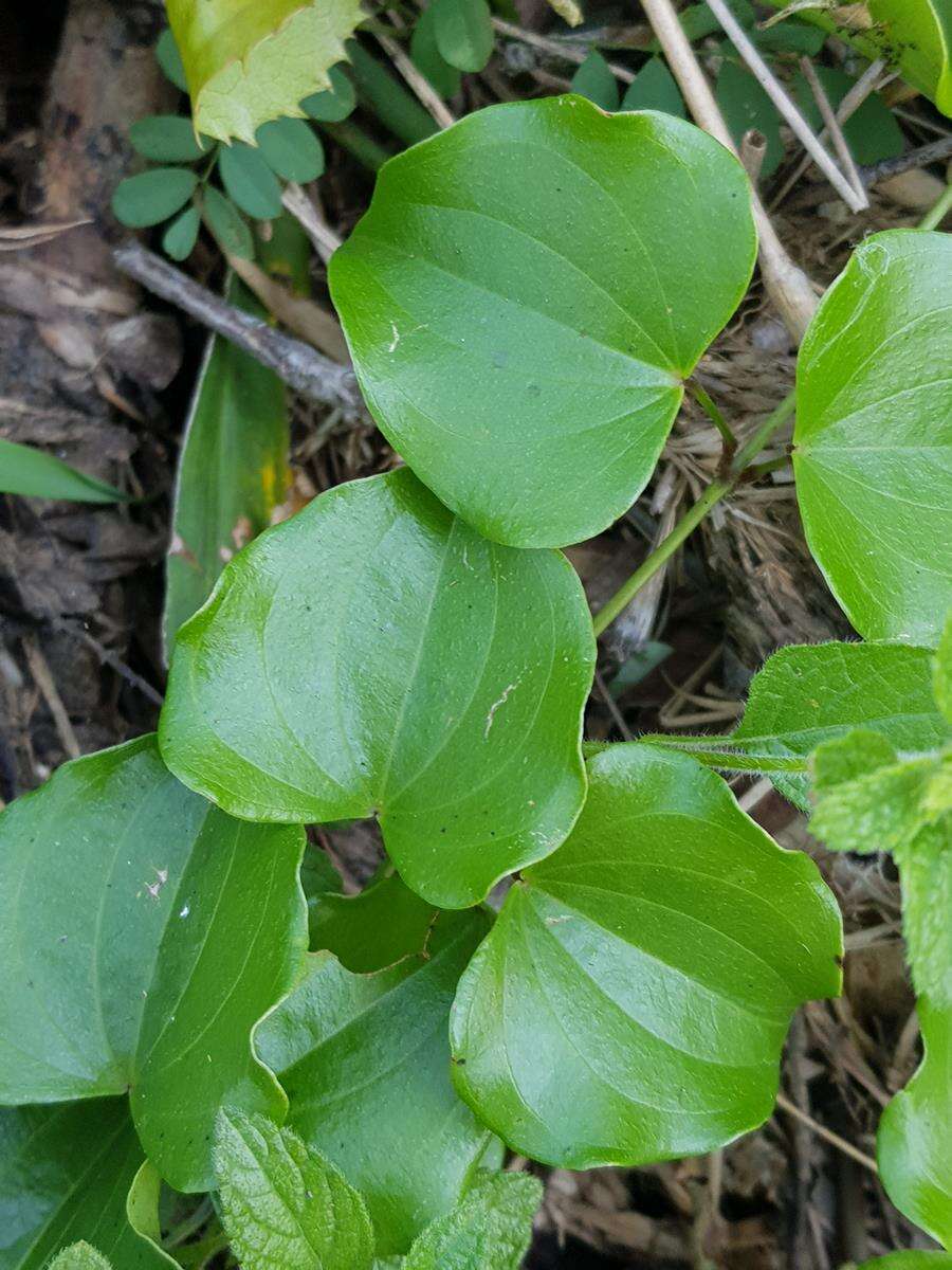 صورة Dioscorea cotinifolia Kunth