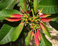 Image of poinsettia