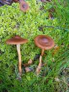 Image of Cortinarius croceus (Schaeff.) Gray 1821