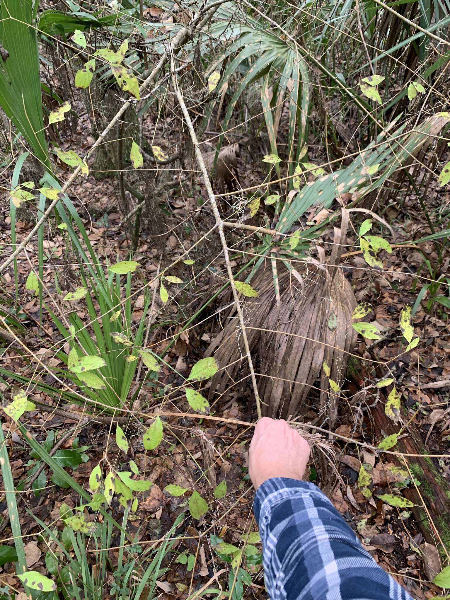 Plancia ëd Cornus asperifolia Michx.