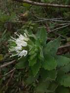 Image of Cantua quercifolia Juss.