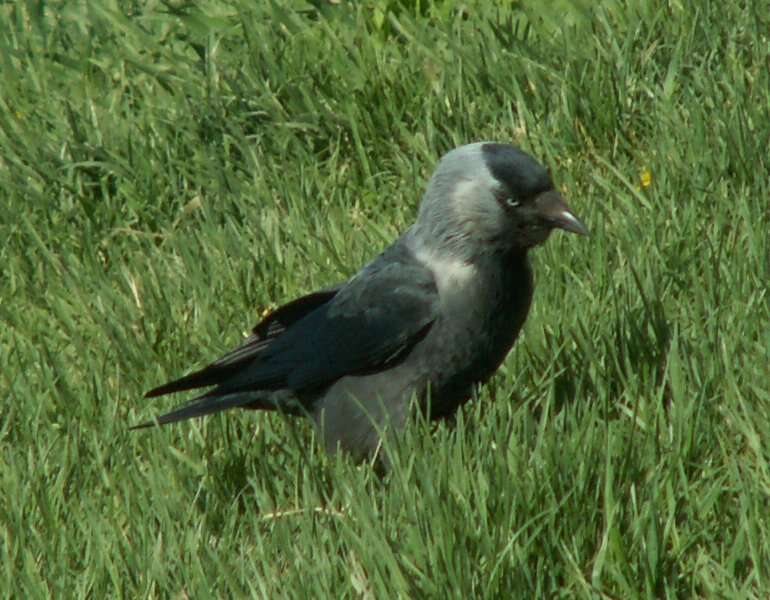 Image of Eurasian Jackdaw