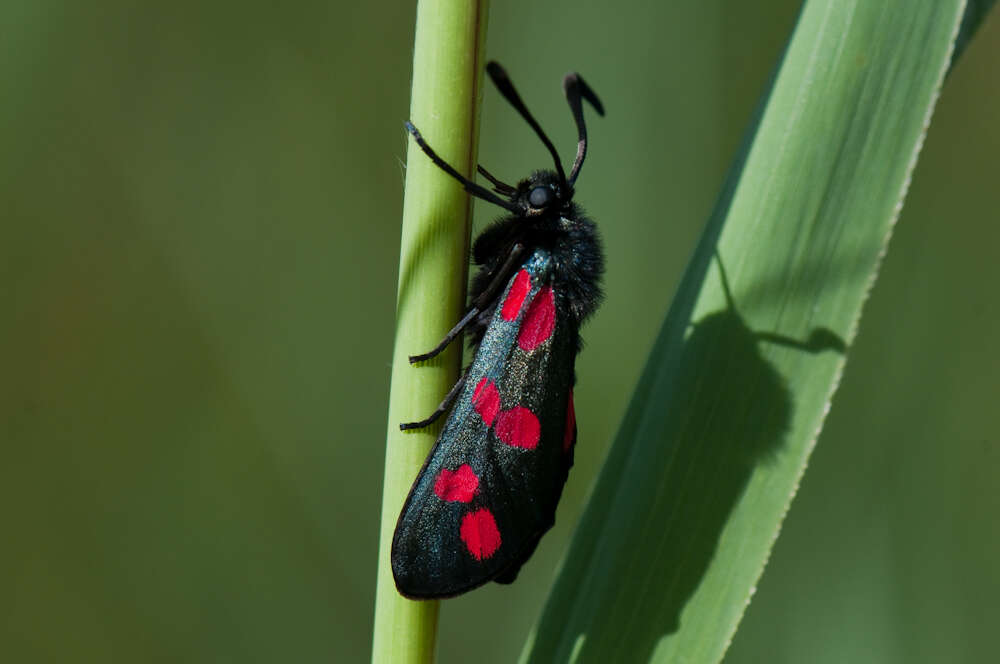 Image of six-spot burnet