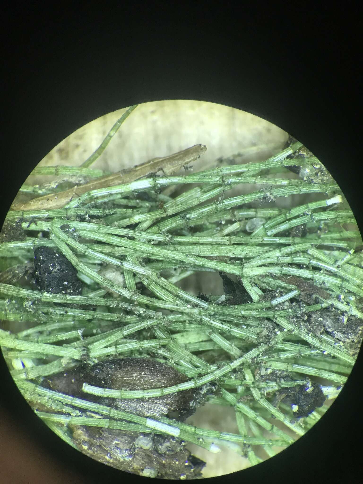 Image of Delicate Stonewort