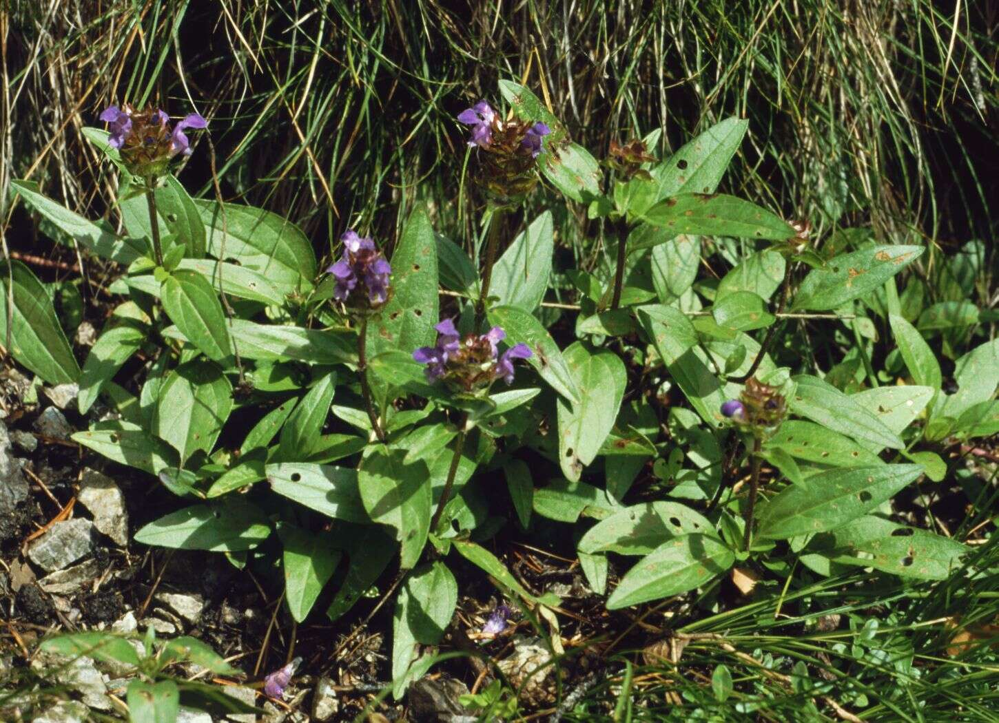 Image of large-flowered selfheal