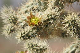 Image of Cylindropuntia alcahes var. alcahes