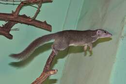 Image of treeshrews