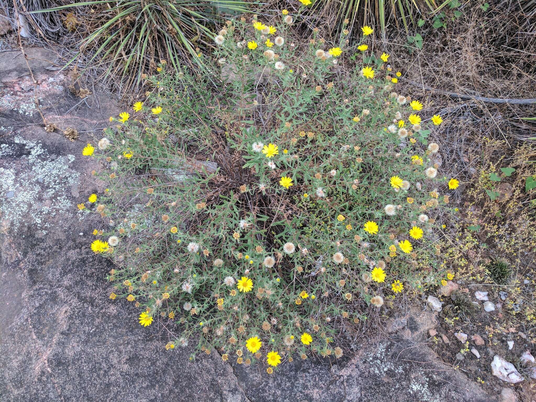 Image de Heterotheca stenophylla (A. Gray) Shinners