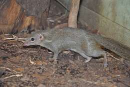 Image of treeshrews