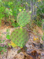 Sivun Opuntia tehuacana S. Arias & U. Guzmán kuva