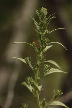 Image of Russian pigweed