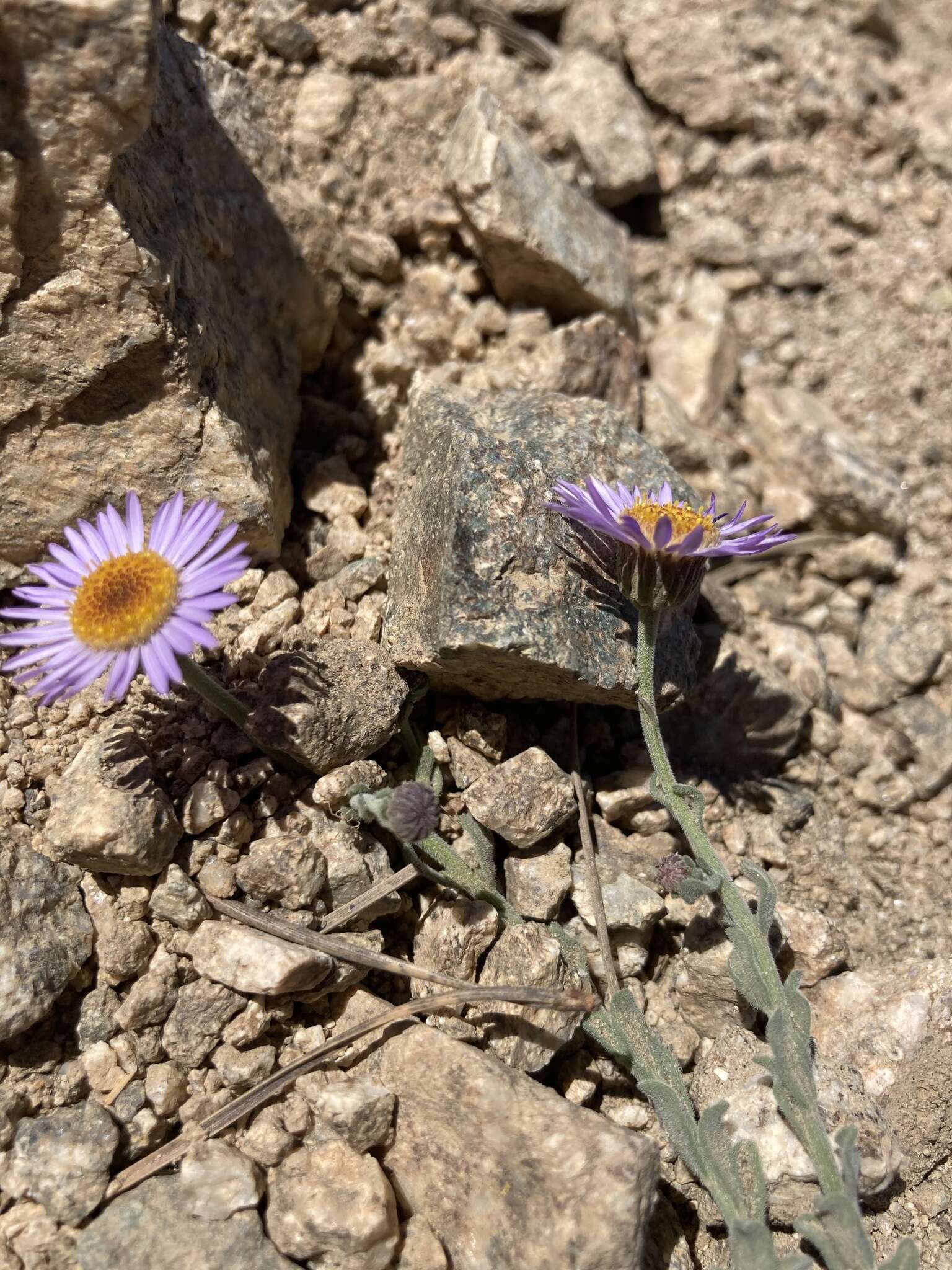 Image of Brewer's fleabane