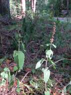 Слика од Teucrium scorodonia L.