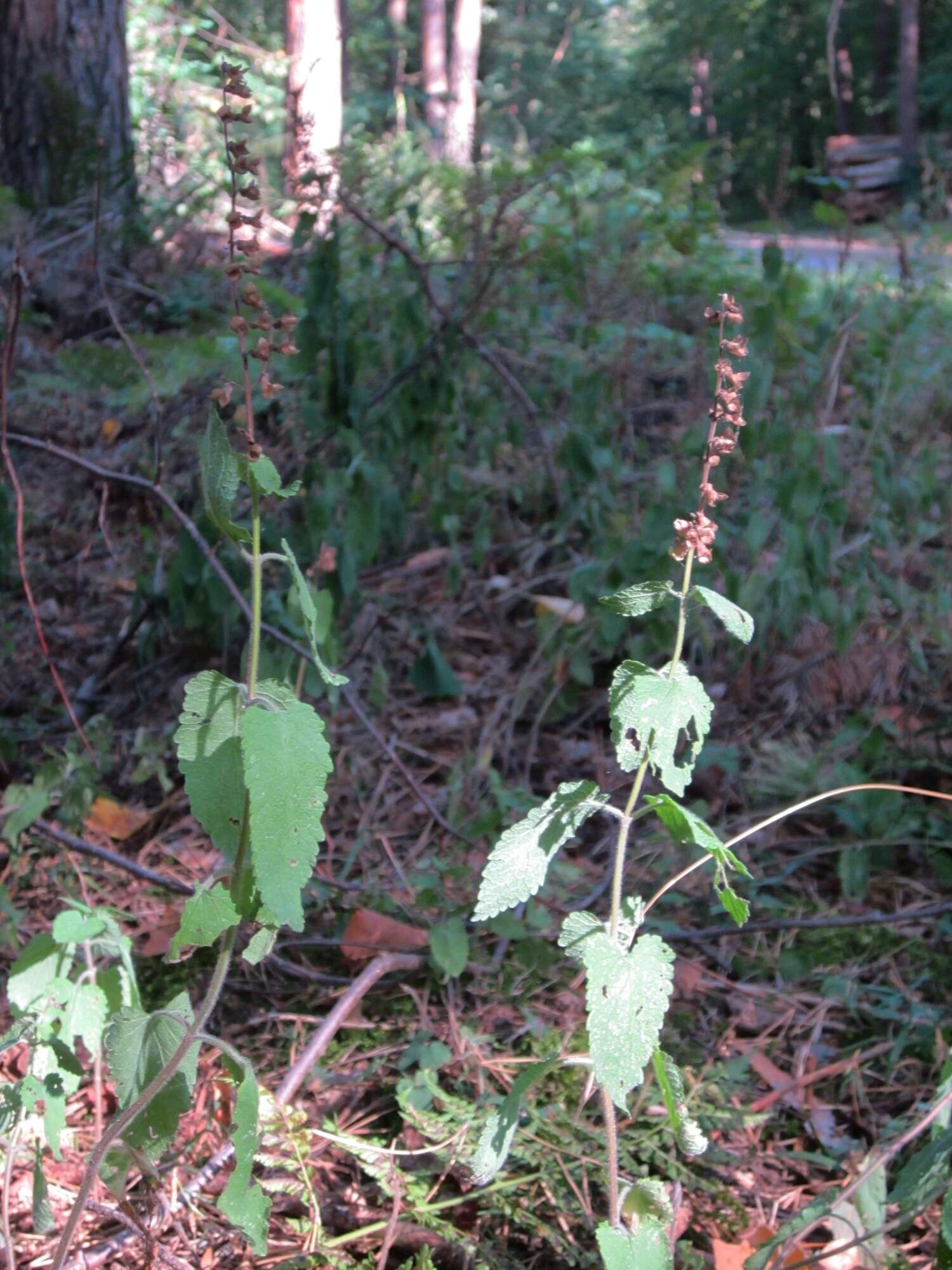 Слика од Teucrium scorodonia L.
