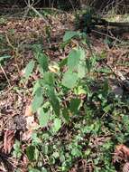 Слика од Teucrium scorodonia L.