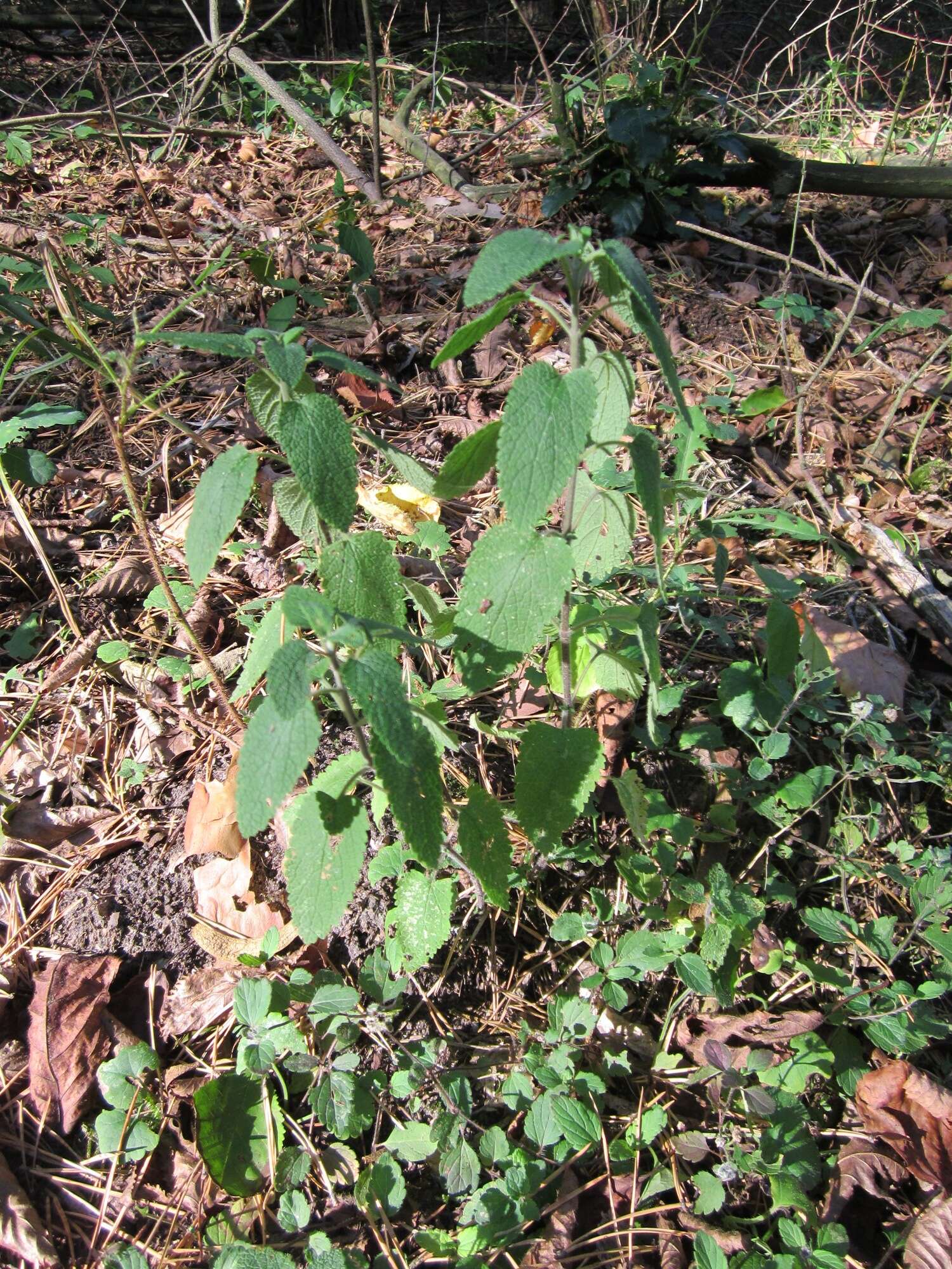 Слика од Teucrium scorodonia L.