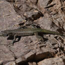 Image of Menorca Wall Lizard