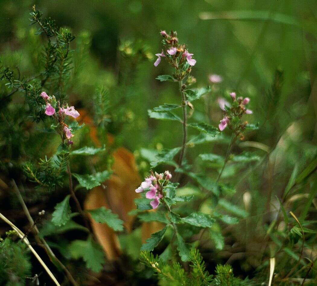 Image de Germandrée petit-chêne