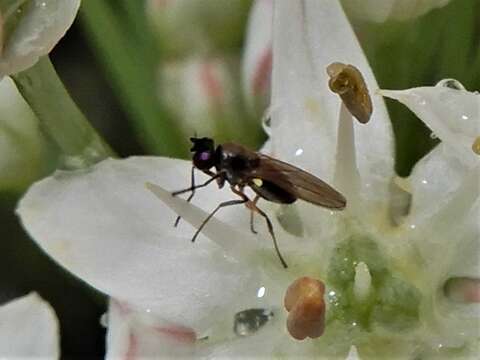 Imagem de Hydrellia tritici Coquillett 1903