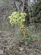 Image of Stinking Hellebore