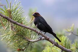 Image of Brown-headed Cowbird