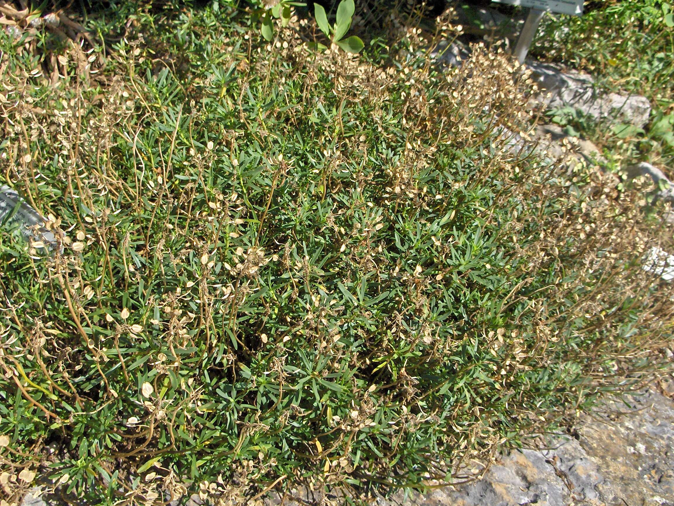 Plancia ëd Iberis sempervirens L.