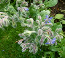 Image of borage