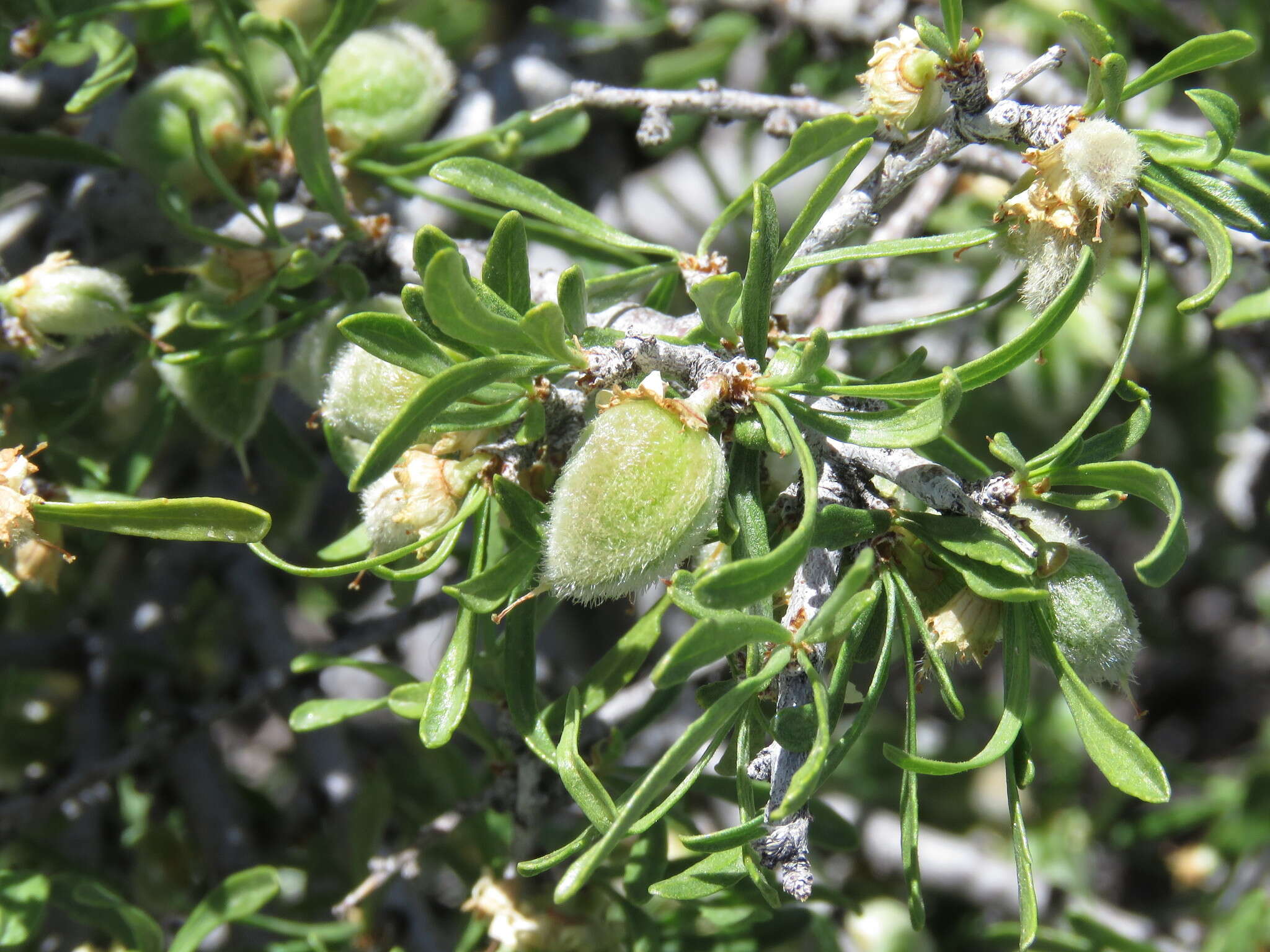 Prunus fasciculata (Torr.) Gray resmi