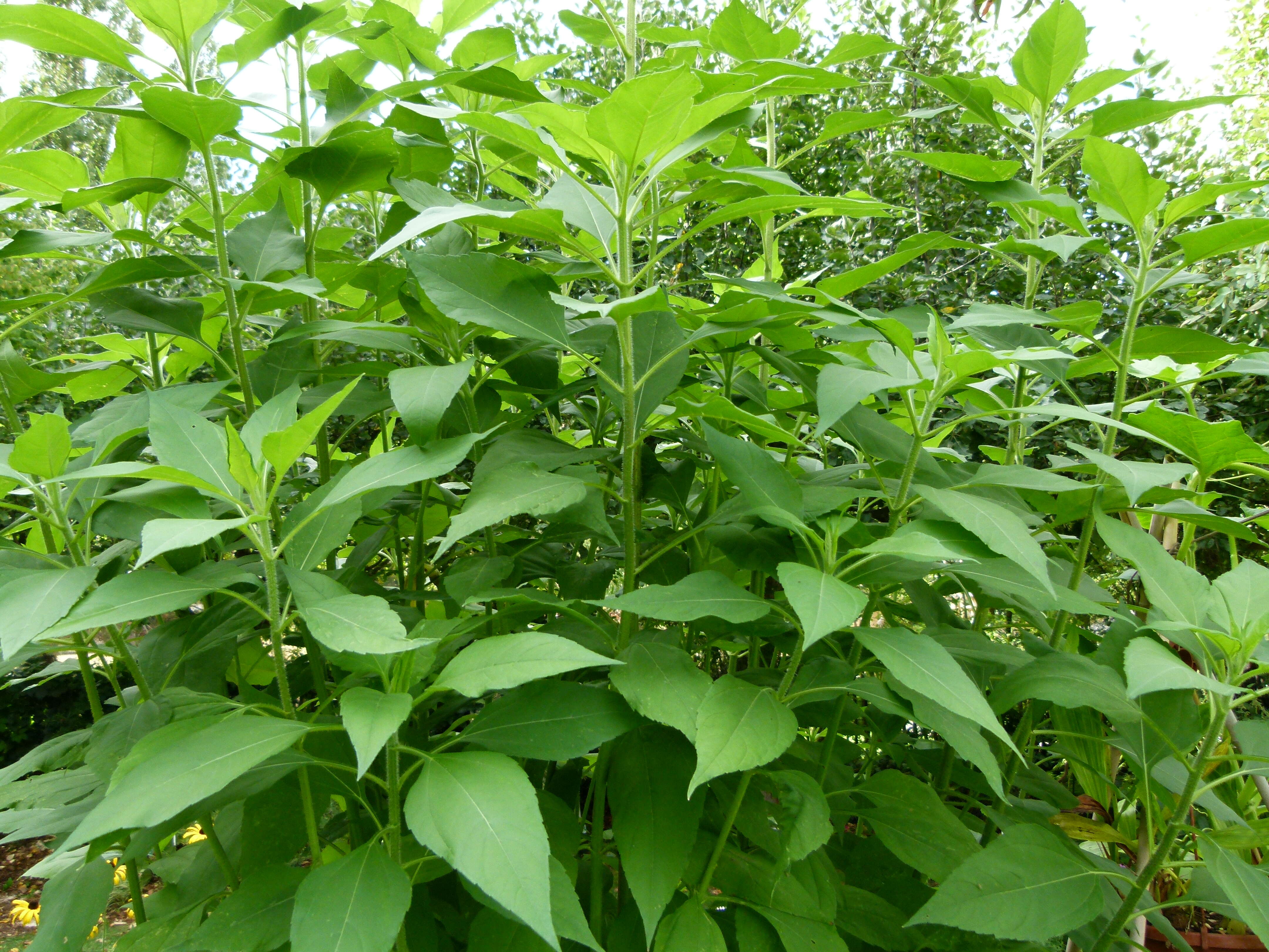 Image of Jerusalem artichoke