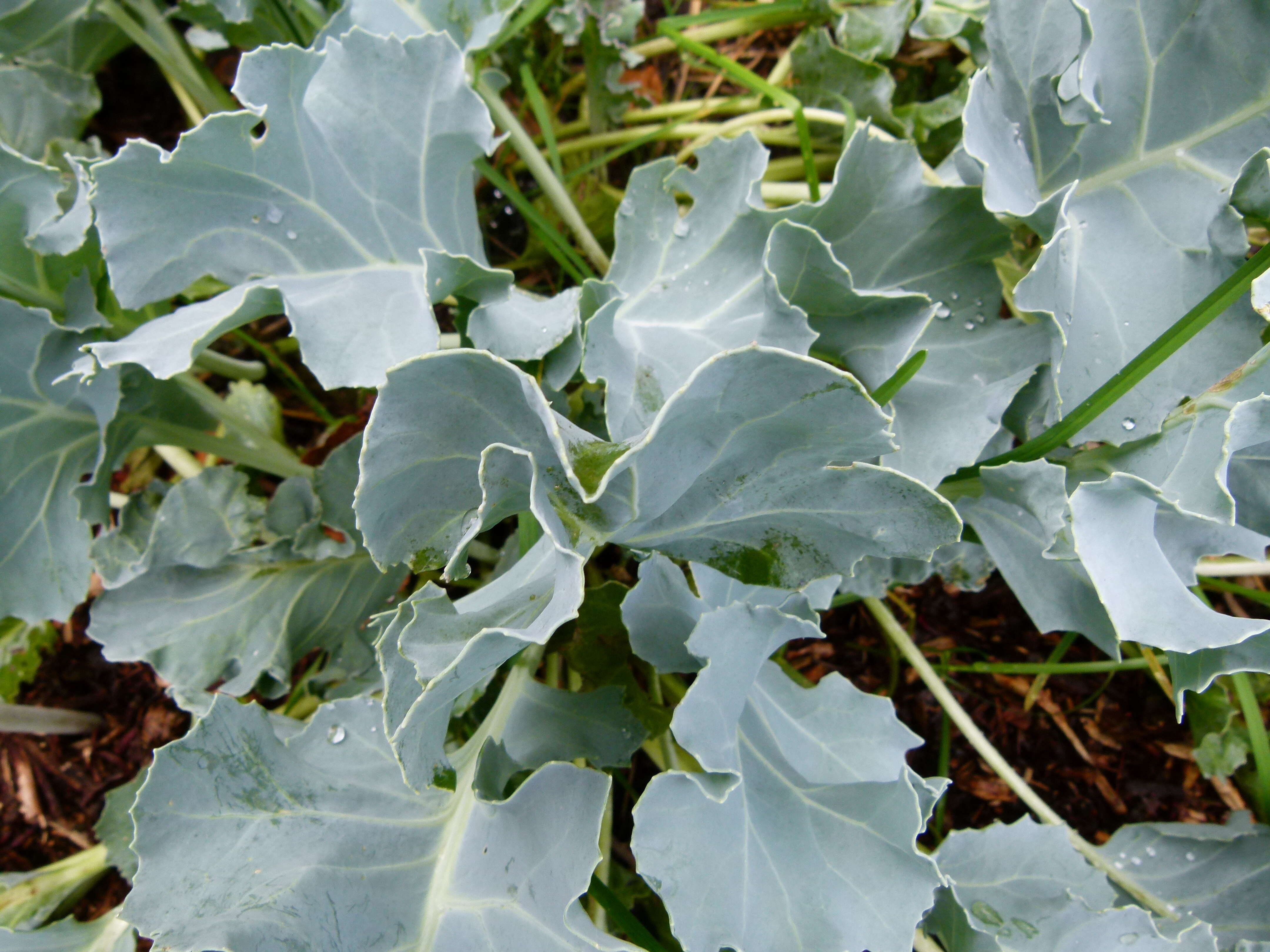 Image of sea kale