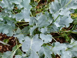 Image of sea kale