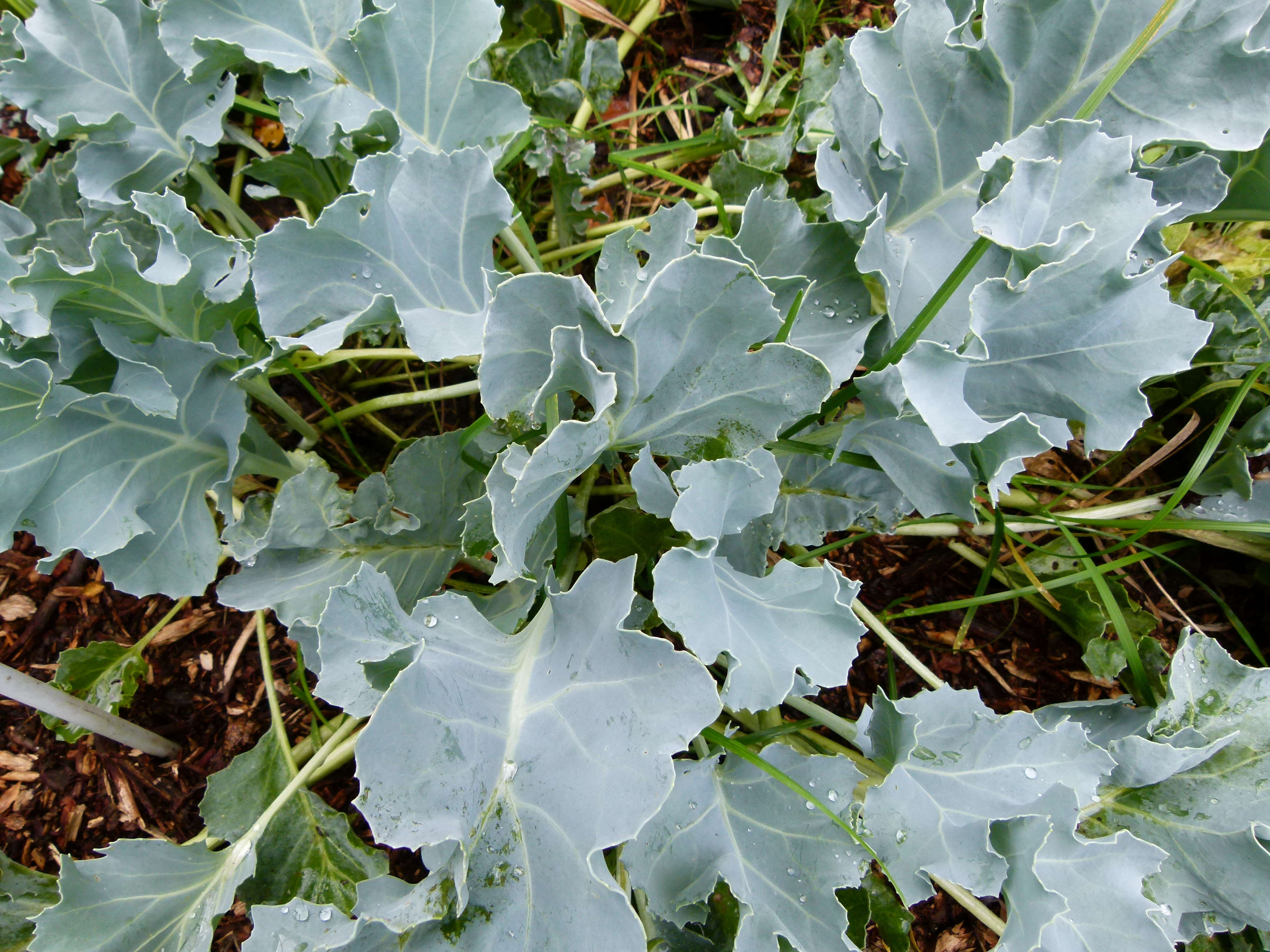 Image of sea kale