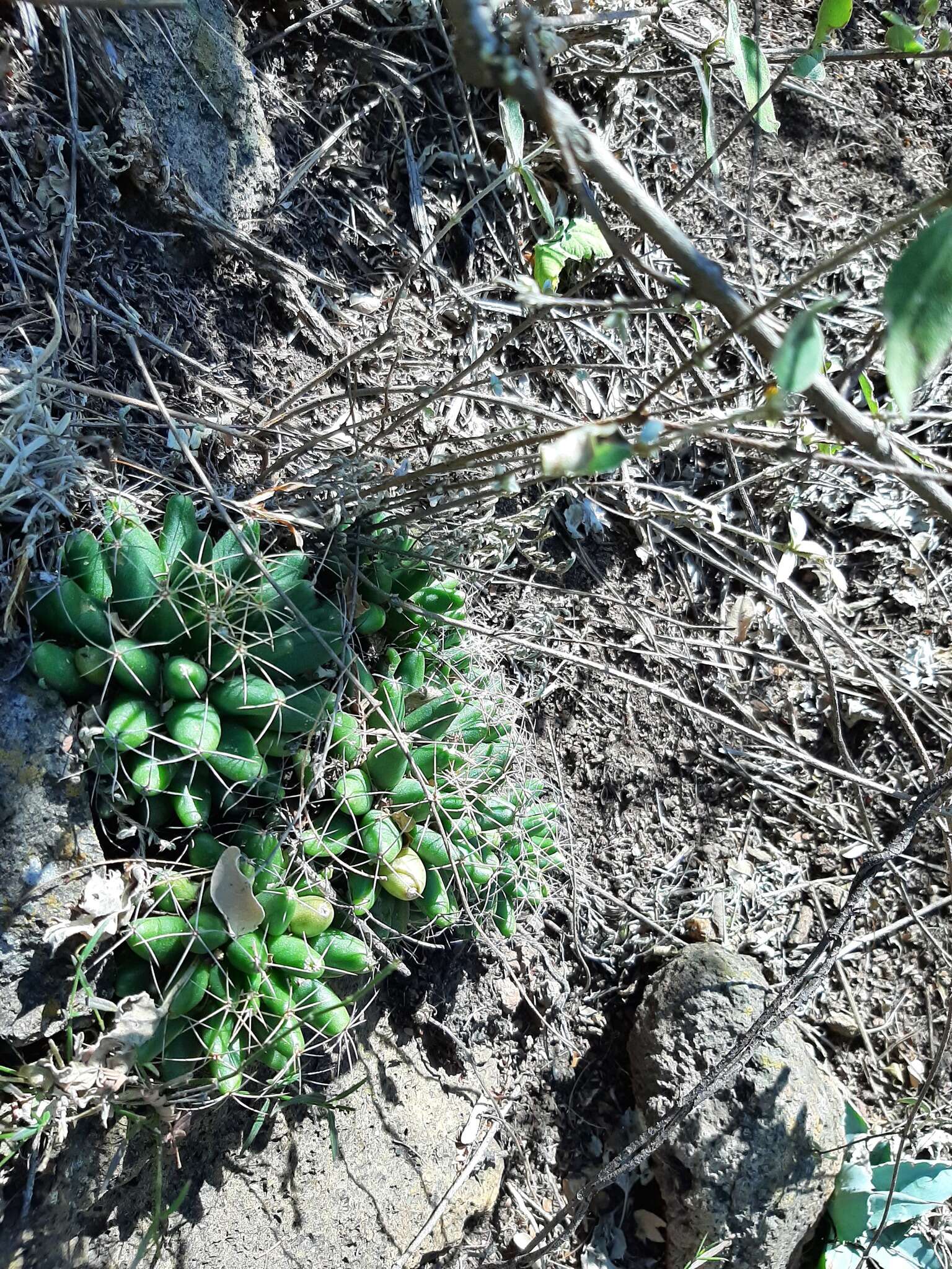 Image of Green-fruit Nipple Cactus