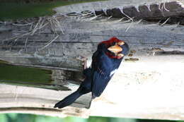 Image of Bearded Barbet