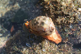 Image de Cypraecassis coarctata (G. B. Sowerby I 1825)