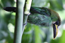 Image of Emerald Toucanet