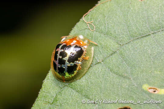 Image of Chiridopsis scalaris (Weber 1801)