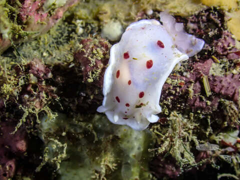 Image of Goniobranchus heatherae (Gosliner 1994)